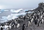 Antarctica photos 2 615